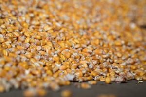 Через війну в Україні падає ціна фуражної кукурудзи