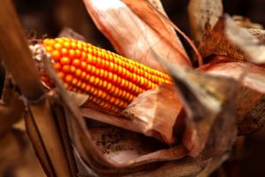 Експерт порадив фермерам у сезоні 2022 обирати пластичні гібриди кукурудзи