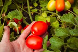 Фермерів Кіровоградщини закликають збільшити посіви овочів