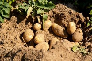 Через війну фермери окремих регіонів посадять менше картоплі, ніж планували