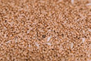 Глобальні запаси пшениці прогнозуються мінімальними за 5 років