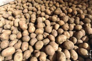 Ціна картоплі знизилась на 18%
