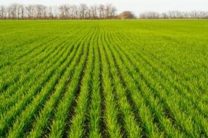 Фахівці радять подбати про післясходовий захист зернових та соняшника