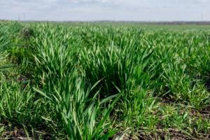 В США ярою пшеницею засіяли 8% площ