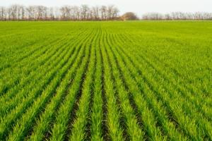 Через хвороби зернових втрати врожаю можуть складати до 15% — експерти