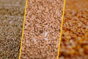 У квітні аграрії експортували понад 700 тисяч т кукурудзи та пшениці