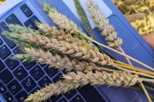 Аграрний фонд закупить у фермерів 55 тисяч т пшениці нового врожаю