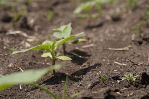 Як захистити посіви соняшника та сої від бур’янів — поради фахівців