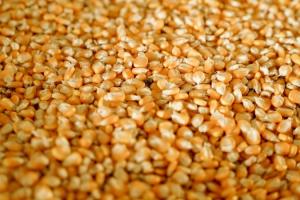 Якщо зерно не експортувати, то воно зіпсується — Висоцький
