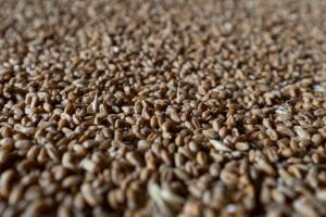 На ринку пшениці стрімкий обвал цін — аналітики