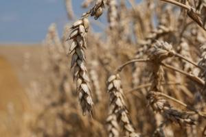 Озвучено прогноз врожаю зернових та олійних в Україні