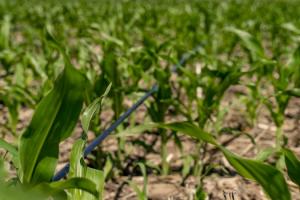 Через проблеми з логістикою на Чернігівщині зменшили посіви кукурудзи
