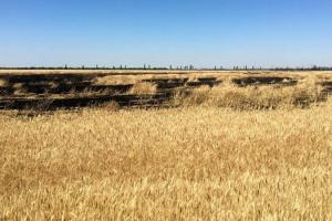 Через обстріли на Миколаївщині згоріло 80 га пшениці