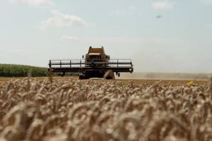 Фермери Кіровоградщини прогнозують зниження врожаю пшениці та ячменю