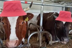 На Вінниччині фермер роздає молоко багатодітним родинам