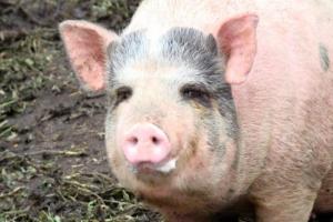 На Сумщині в річці виявлено труп свині із чумою
