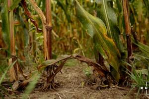 Через пошкодження повітряної кореневої системи кукурудза втрачає до 15% вологи