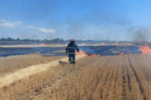 На Миколаївщині внаслідок обстрілу згоріло 230 га врожаю пшениці