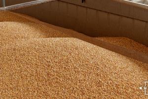 З України експортовано понад 1 млн тонн кукурудзи