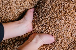 Syngenta допоможе фермерам вивезти надлишки зерна