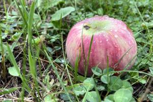 По всій території України у садах шкодить яблунева плодожерка