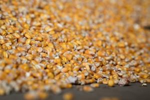 Стало відомо, як змінились ціни на зернові в очікуванні виходу нового звіту USDA