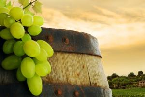 Вчені вивели білий безнасінний виноград Sweeta