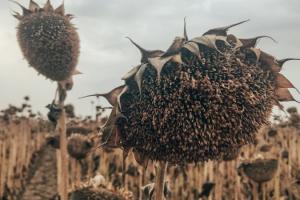 Врожайність соняшника на Вінниччині на третину нижча торішньої