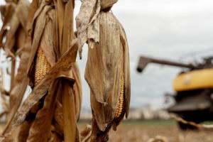 Аграрії намолотили 2,7 млн т кукурудзи нового врожаю