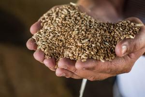 Українські аграрії зібрали понад 30 млн т зерна