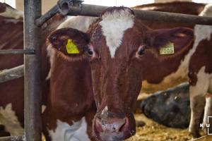 На Чернігівщині через обстріл ферми загинула худоба