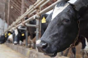 Фермер з Черкащини розповів, як молочним фермам рятуватись за відсутності електроенергії