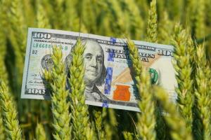 Повернення росії до зернової угоди спровокувало падіння цін на пшеницю та кукурудзу