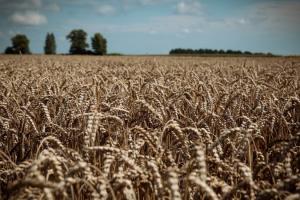 Експерти USDA не змінили прогноз виробництва та експорту пшениці для України