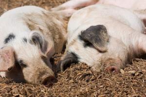Енергетична криза посилила сезонне просідання цін на свиней