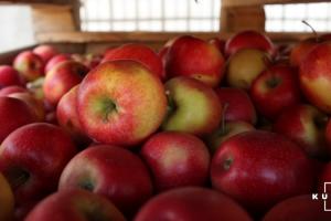Україна відкриває нові ринки збуту яблук