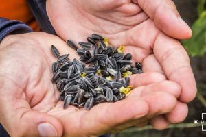 Врожай соняшнику в Україні буде більшим, ніж очікувалось — УЗА