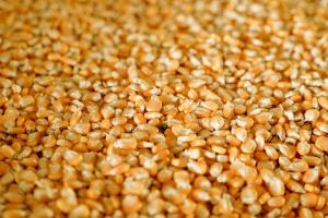 Українські аграрії за рік збільшили об'єми експорту кукурудзи на 65%
