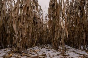 На Харківщині зимуватимуть в полі 67% врожаю кукурудзи та 20% соняшника