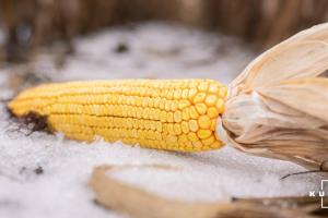 На Харківщині понад 50% кукурудзи залишається незібраною