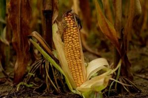 Прогнози виробництва кукурудзи погіршено у США, Аргентині та Бразилії 