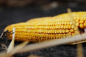Польща планує повернути мито на українську кукурудзу