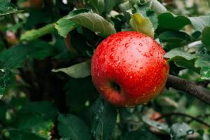 Дунайський аграрій завдяки гранту висадить органічний яблуневий сад