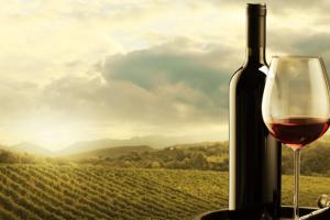Українські винороби у 2022 році збільшили продажі