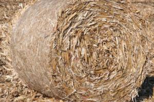 Як заробити на пожнивних рештках кукурудзи — поради експертів