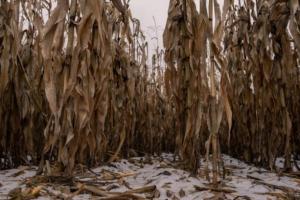 Ціни на українську кукурудзу стабільно лишаються на низькому рівні