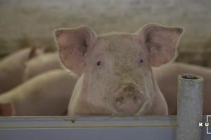 Коли відбудеться пожвавлення на ринку живця свиней — аналітика АСУ