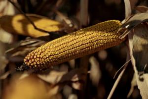 На Полтавщині необмолочено ще 20 тисяч га кукурудзи 