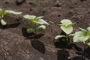 Аграрії Черкащини планують збільшити посіви соняшника та сої