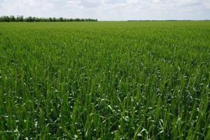 Експерт порадив, як планувати систему захисту озимої пшениці різних термінів сівби 